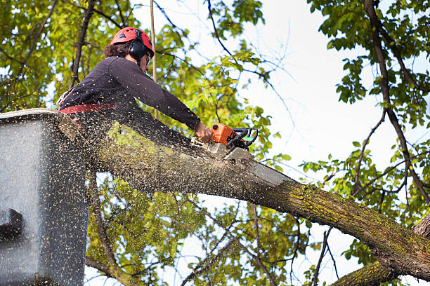 Best Tree Health Inspection  in Princeton, MN